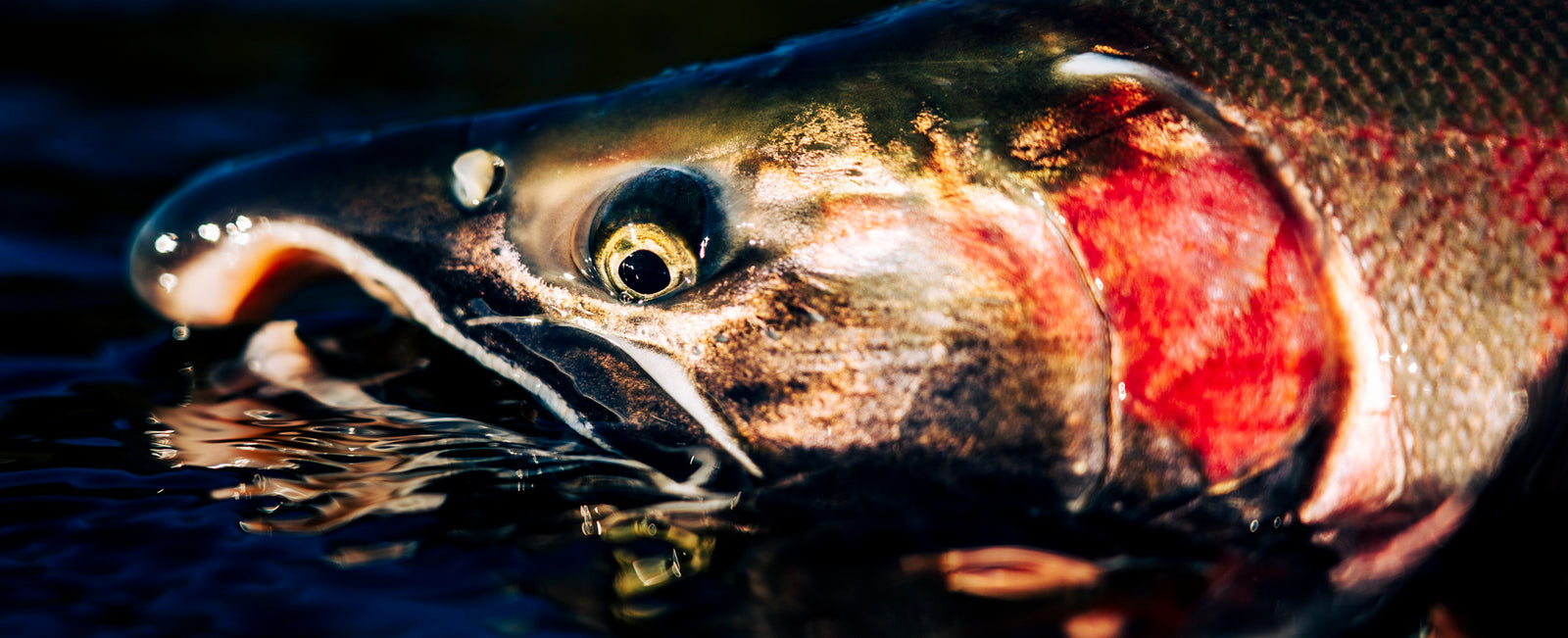 Salmon and Steelhead Flies