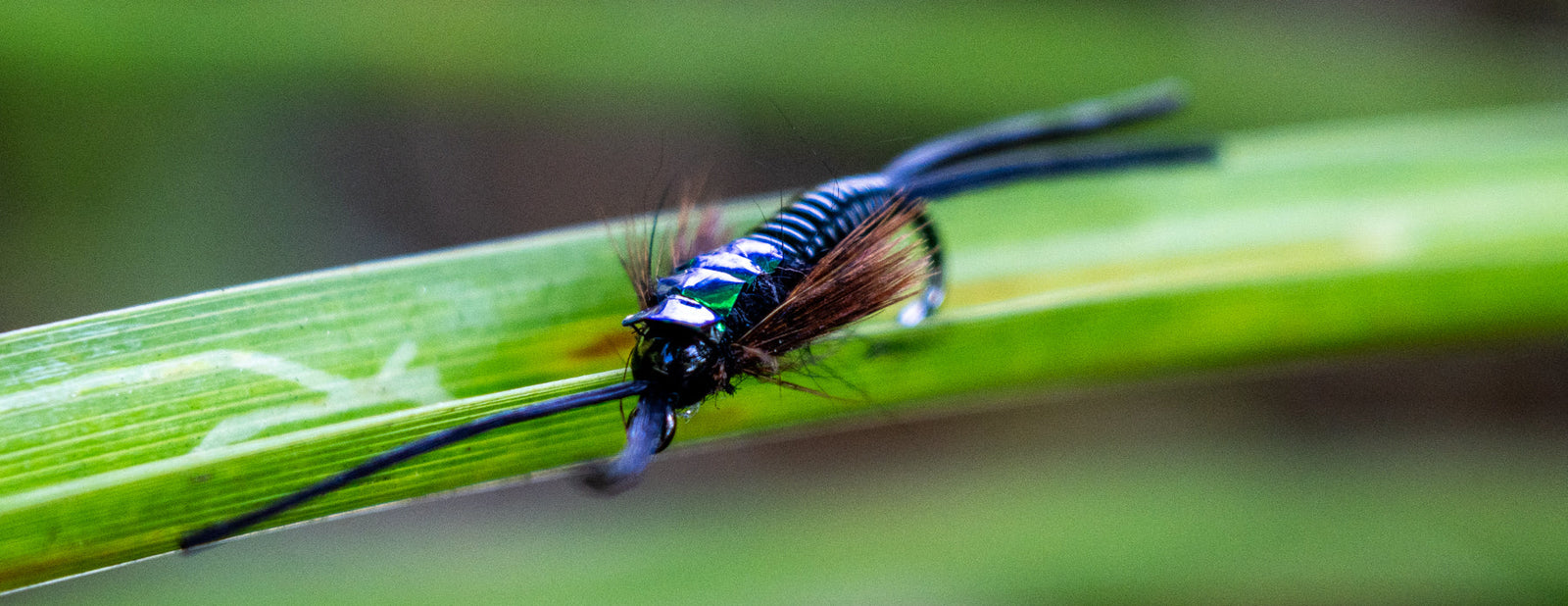 Stonefly Nymphs