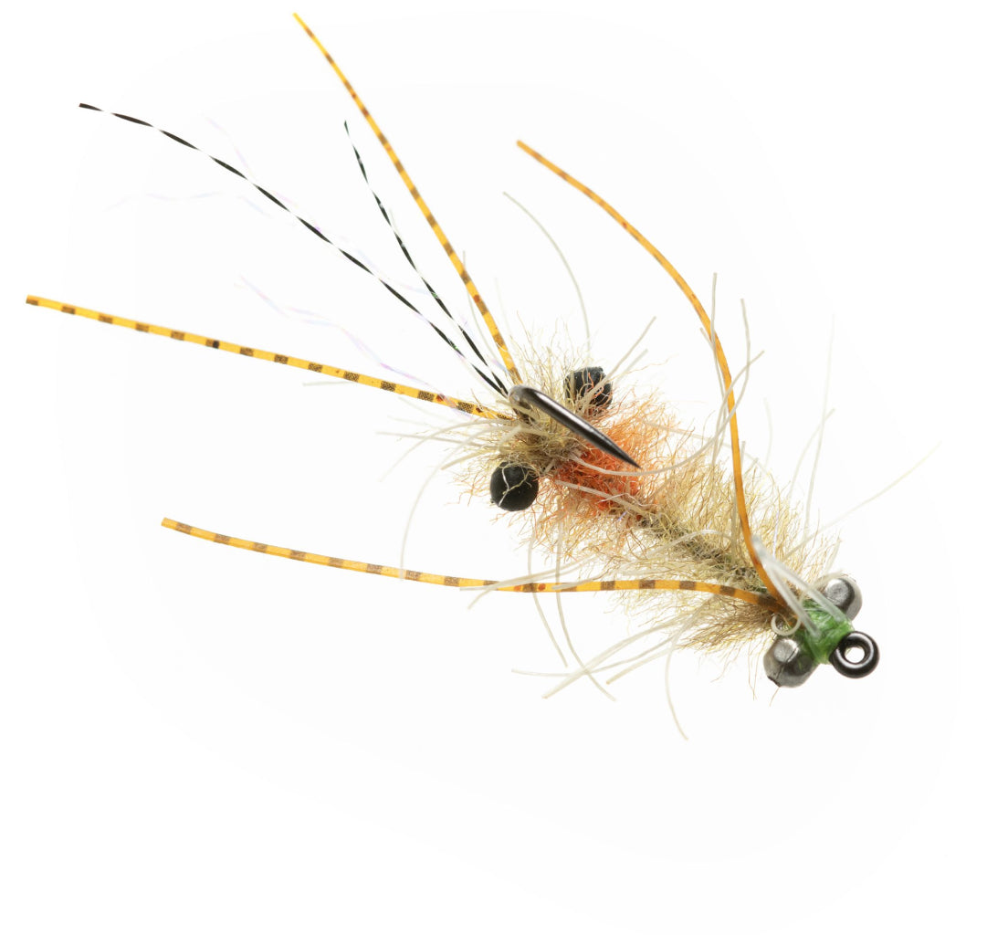 Enrico Puglisi Ascension Bay Mantis Shrimp