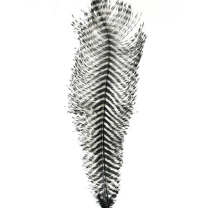 MFC Barred Ostrich Plume