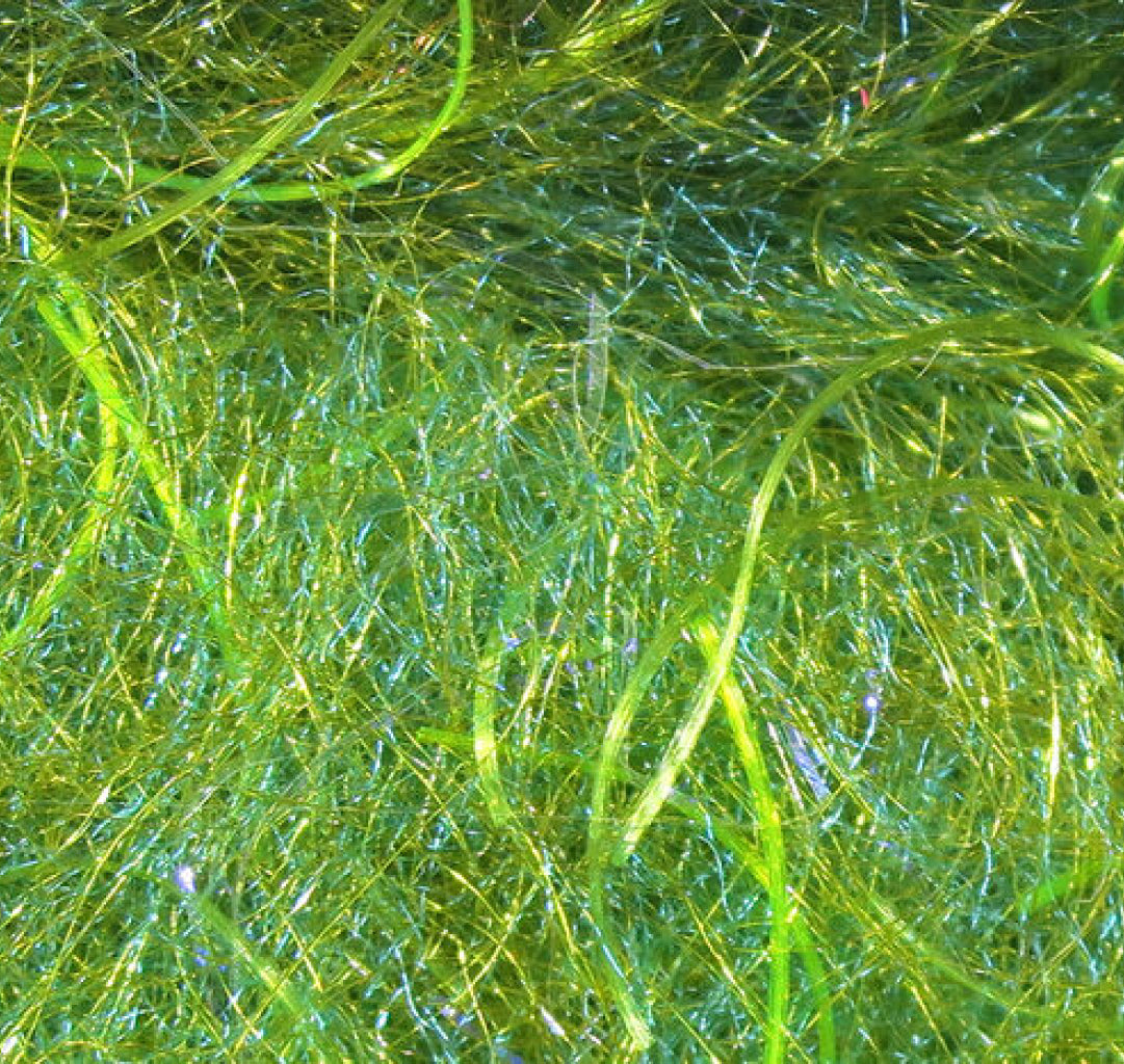 Cohen&#39;s Carp Dub