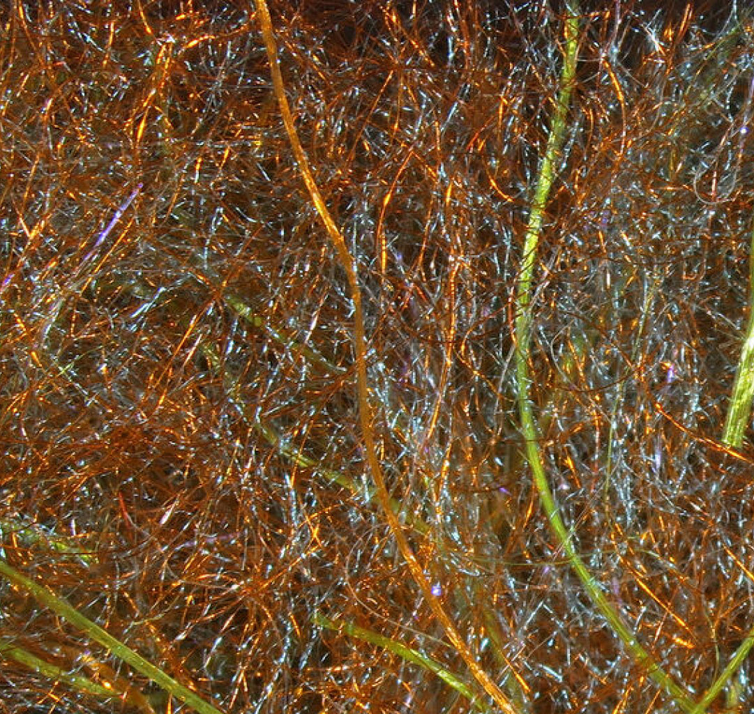 Cohen&#39;s Carp Dub