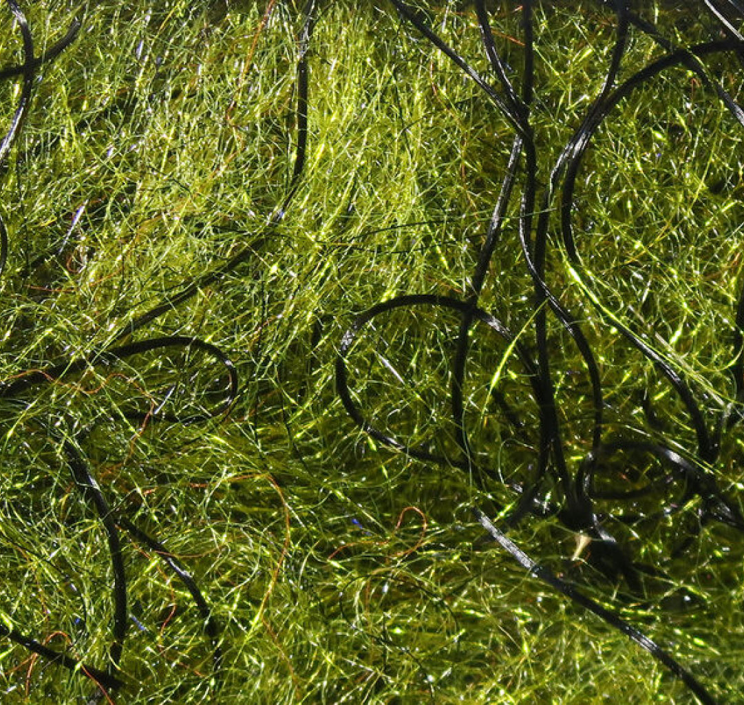 Cohen&#39;s Carp Dub