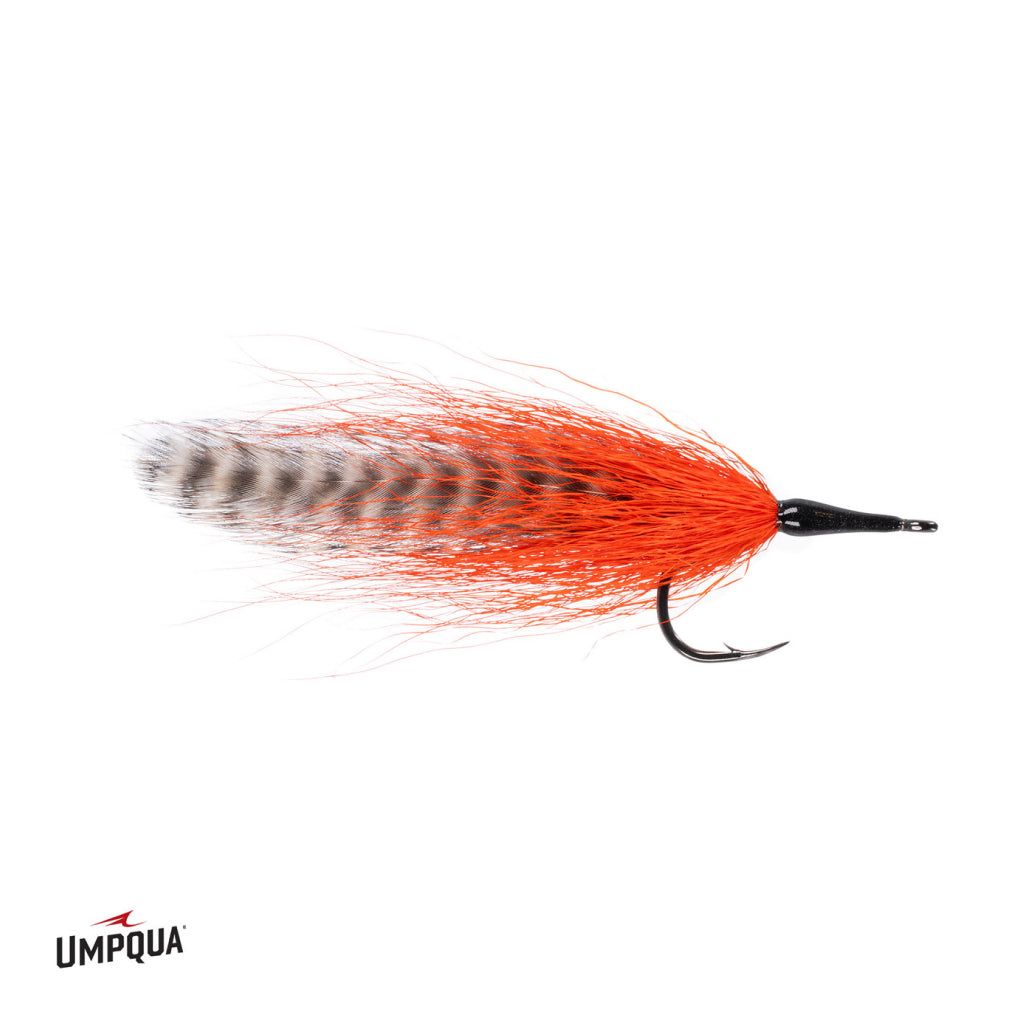 Umpqua Cockroach