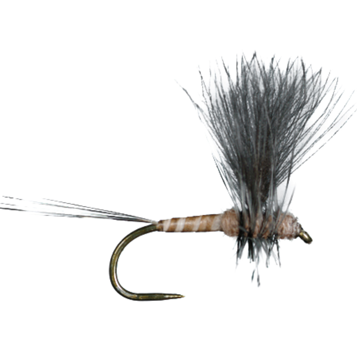 HARROP&#39;S CDC THORAX