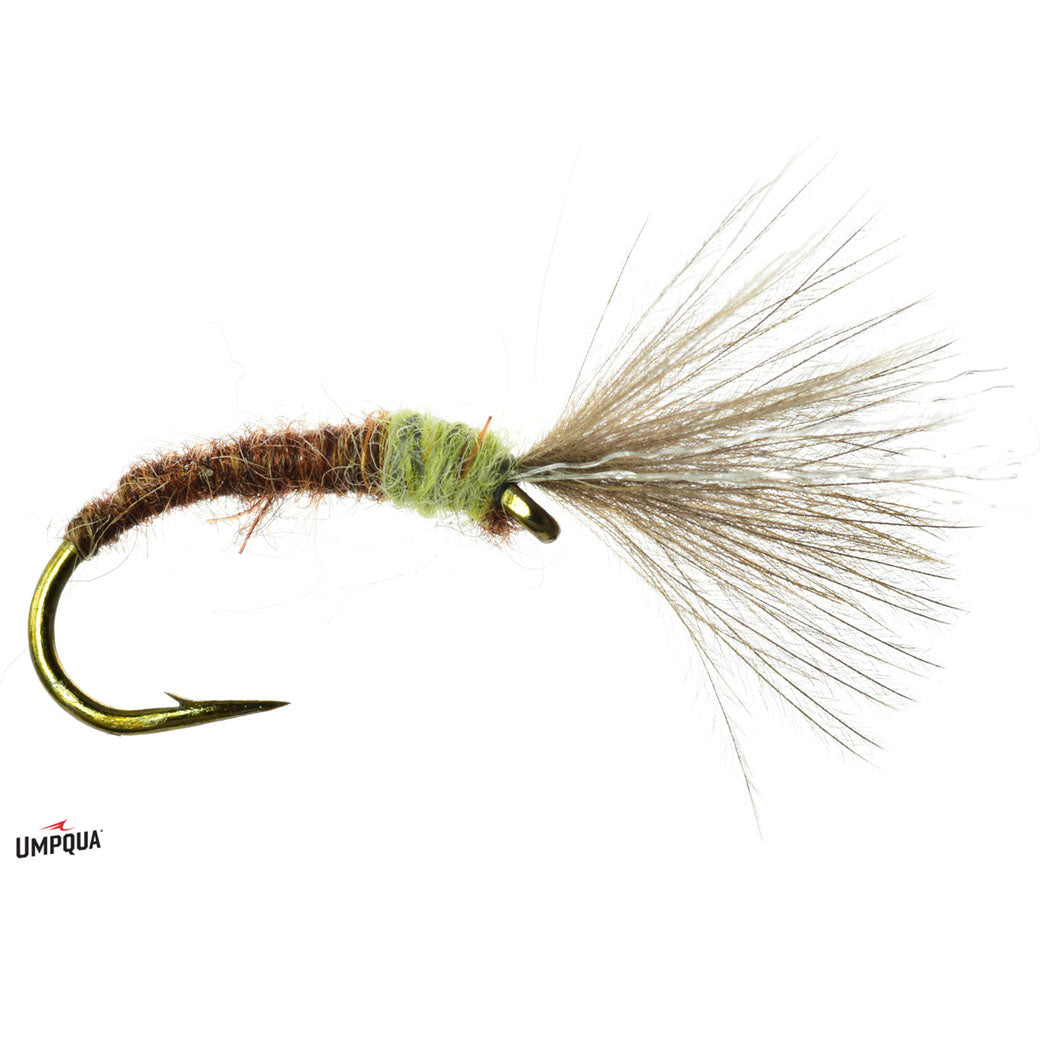 Craven's Mole Fly
