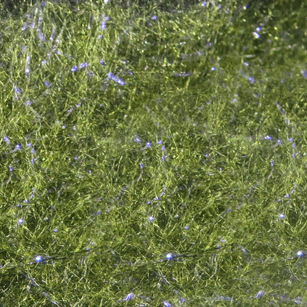 Fly Fish Food&#39;s Bruiser Blend